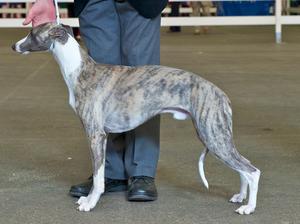 Freehamlet Perfick Piers at 10 months