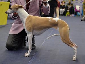 Grace, Bitch CC, BIS at SWWC Championship 2017