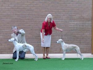 1st and 2nd Yearling Dog EAWC 2014