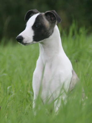 Aphrael Be Bop A Lula, 12 weeks old