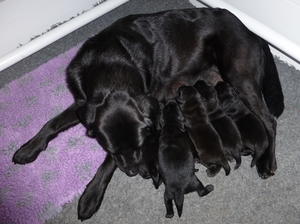 Ebony pups one week old
