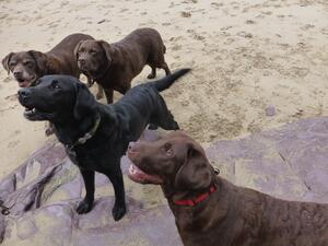 Indie, Tillie, Ebony and Lacey