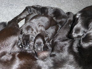 Ebony Pups one week old