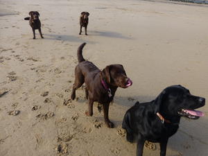 Ebony at Seaside