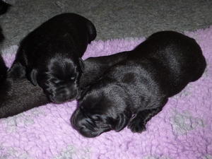 Ebony pups one week old