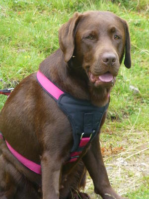 Lacey in mountains