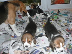 Puppies 4 Weeks Old (2)