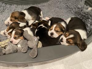 PELIONSTAR Puppies