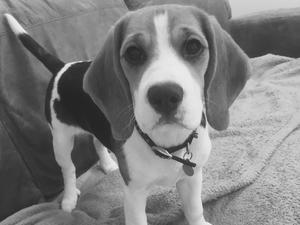 Sybil