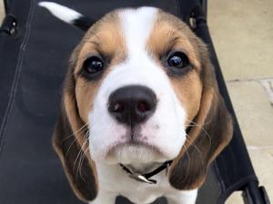 Sybil as a puppy