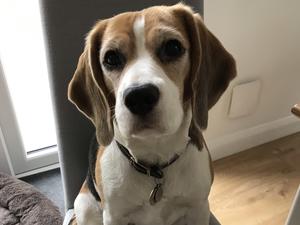 Sybil