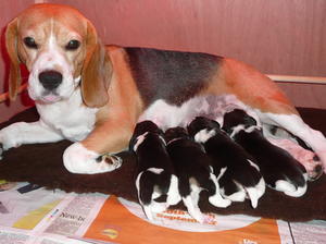 Puppies Day 1