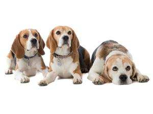 Teddy, Sally, Todd