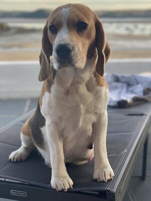 Mabel