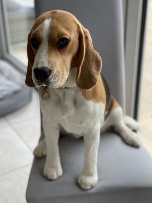 Mabel