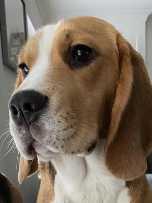 Mabel