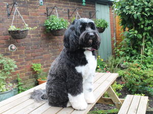 Tasha on the Picnic Table her Hill