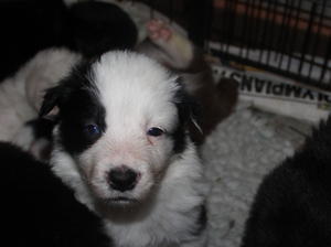 Boy puppy B/W Big softee. Mr Bob