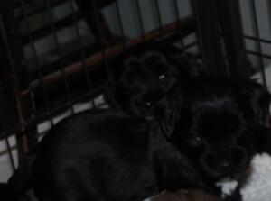 Puppies 11 2 2022