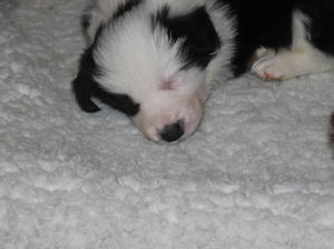 Mr Bob is a lovely puppy