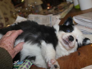 Boy puppy Mr Bob