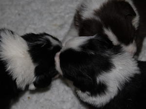 A couple of weeks old