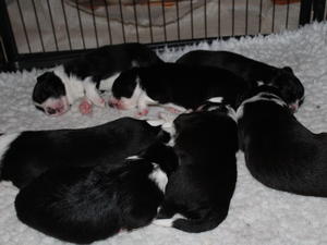 Two weeks old tomorrow 8 1 16