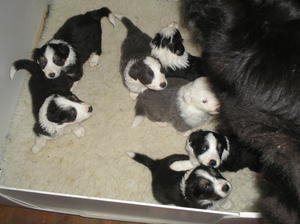 Puppies ready for dinner