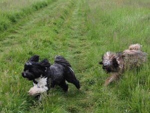 Tasha and Solo