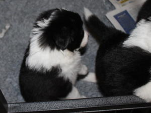 Last puppy for sale