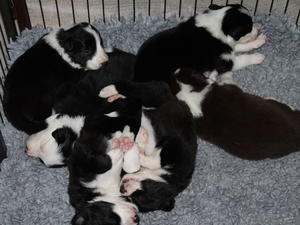 champdogs border collie puppies