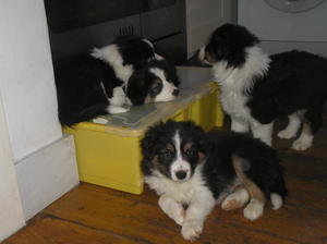 Last Lovely Tri Colour Dog