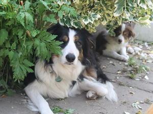 Fern and Tilly