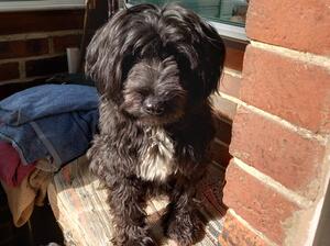Daisy - Daughter of Tallis