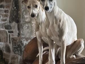 2 of our gorgeous girls Lolly and Raffy