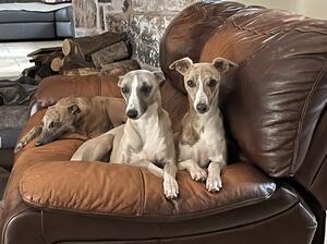 Lolly on the right.