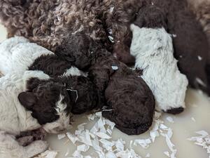 full litter