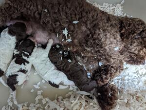 mum and pups