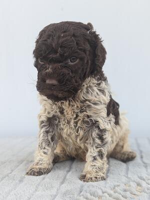 Dog