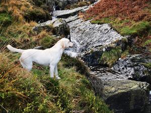 Aneeterbeg Sue - dam