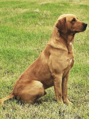 Cwmcarrog Guto - sire