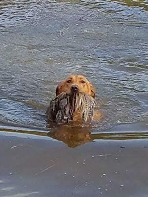 Water retrieve
