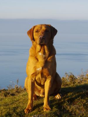 Gus