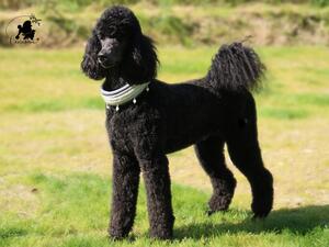 Diva at 1.5yrs