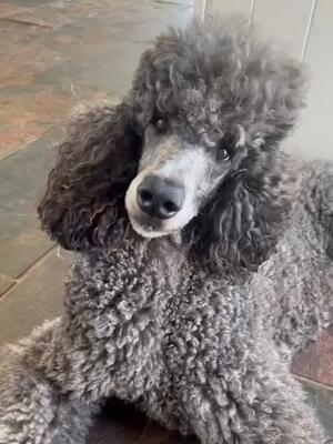 Diva at 3yrs
