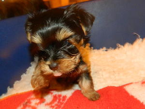 Puppies are now 6 weeks old