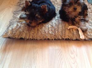 Previous Litter