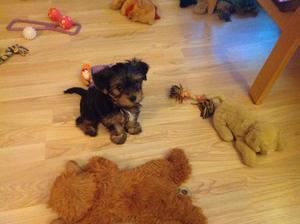 One boy puppy for sale