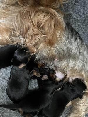 Belle’s babies