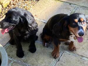 Eviemor Ivy and Glanhowy Nimrod